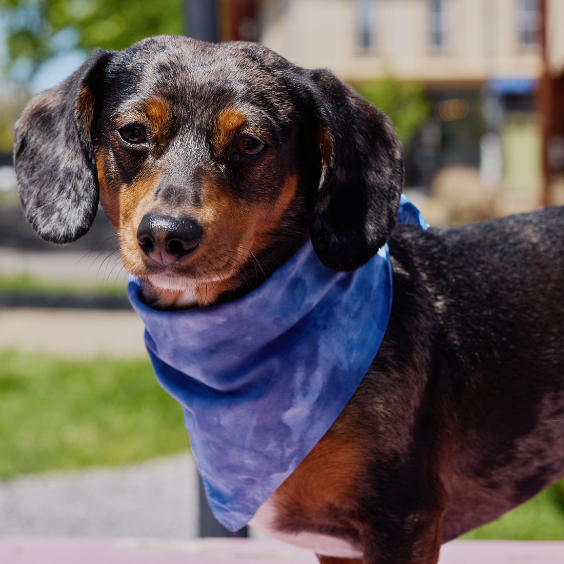 Ozzie, a Daschund, wears an ice dyed bandana around his neck. Goldy Way