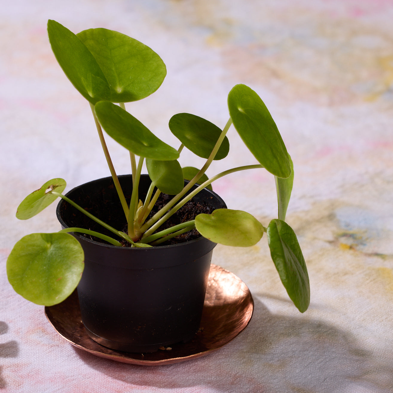 A Chinese Money plant sits on a hammered brass tray.