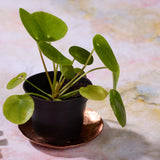A Chinese Money plant sits on a hammered brass tray.