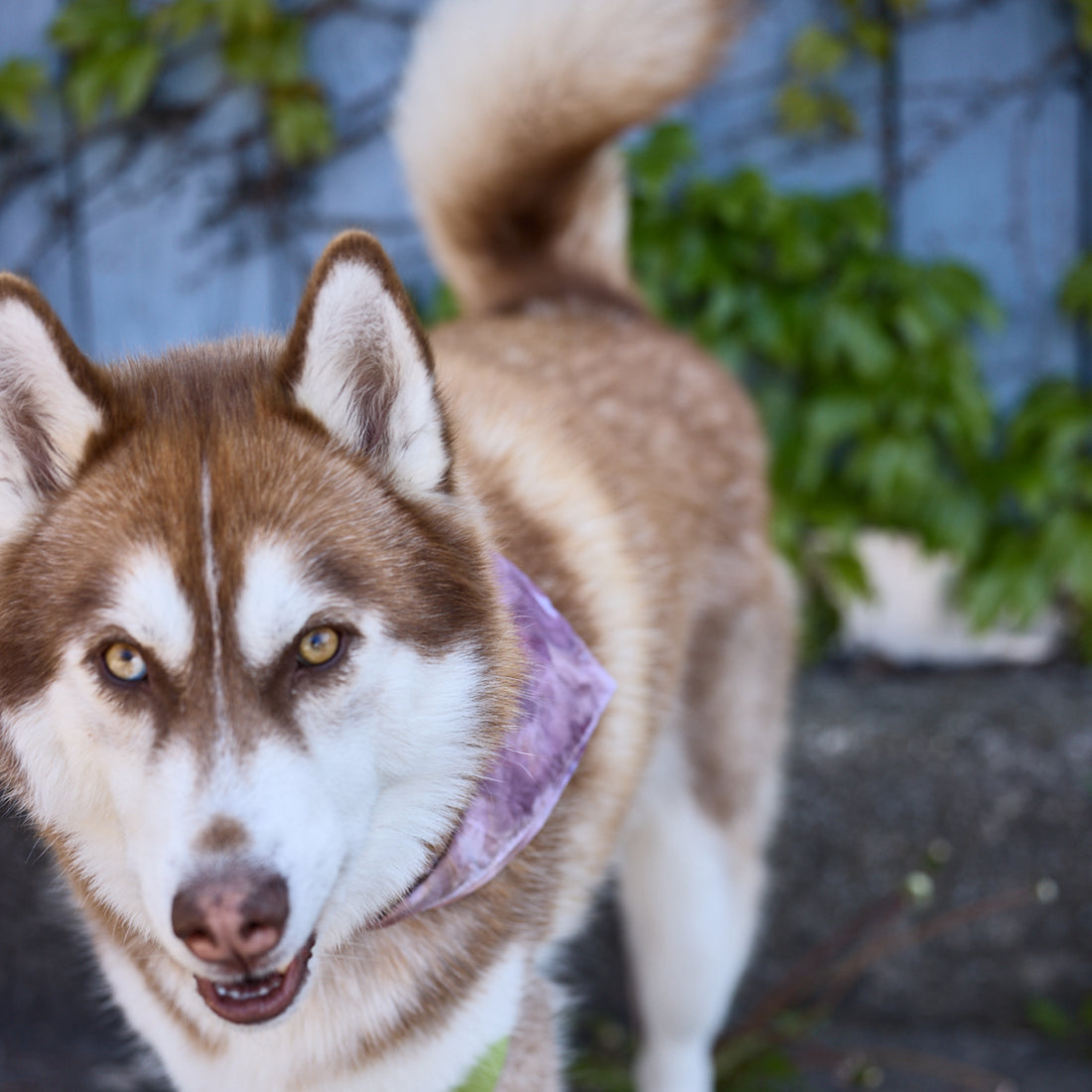 Puck, a brown Siberian Husky, wears a purple ice-dyed bandana. 