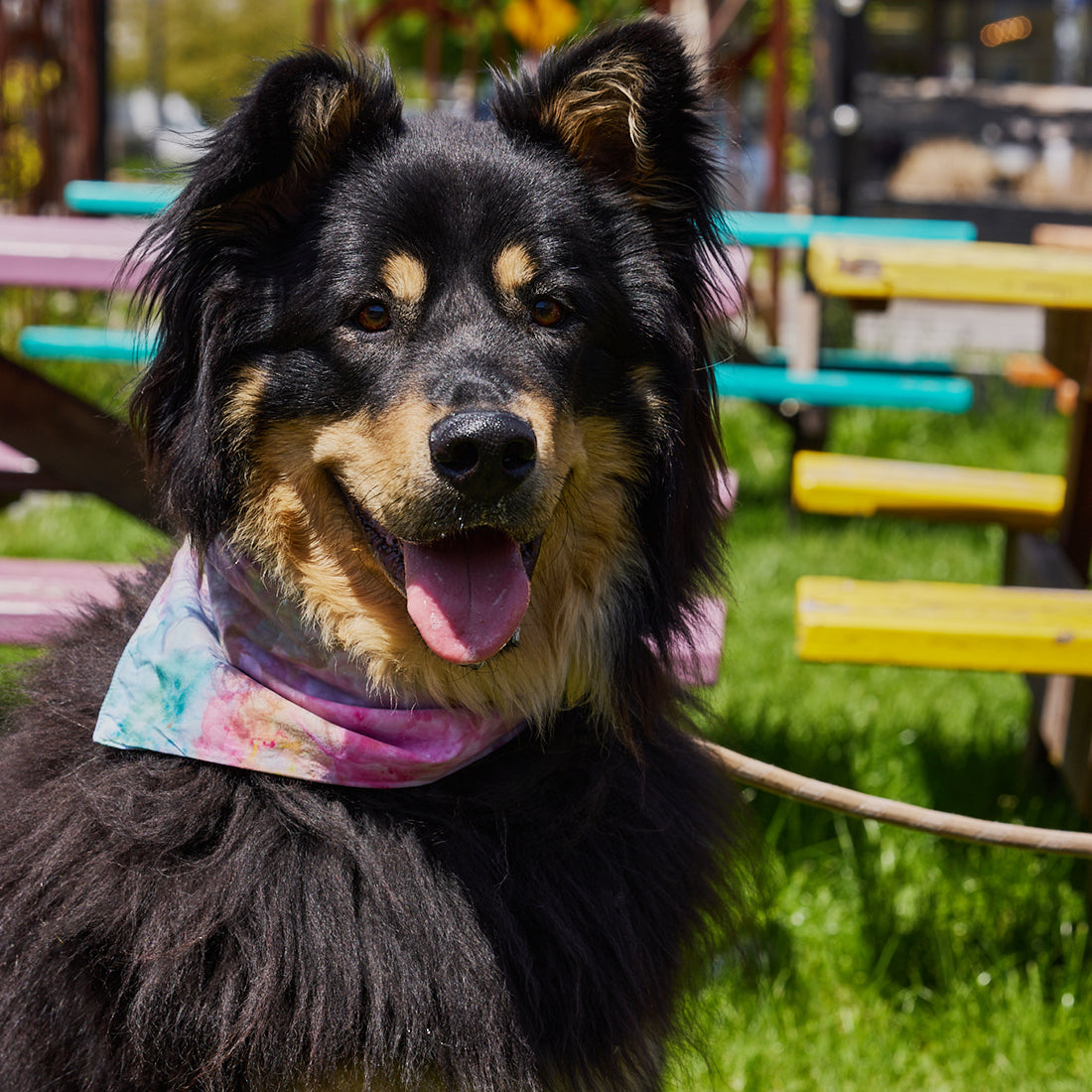A dog sits outside with a colorful ice-dyed bandana around his neck.