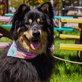 A dog sits outside with a colorful ice-dyed bandana around his neck.